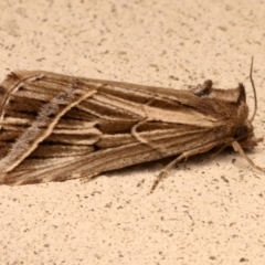 Lophotoma diagrapha (Double-line Snout Moth) at Ainslie, ACT - 26 Mar 2024 by jb2602