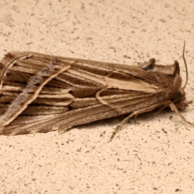 Lophotoma diagrapha (Double-line Snout Moth) at Ainslie, ACT - 26 Mar 2024 by jb2602