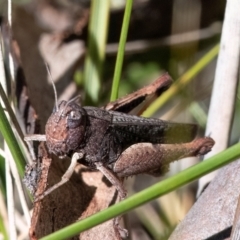 Cirphula pyrrhocnemis (Variable Cirphula) at Higgins, ACT - 25 Mar 2024 by Untidy