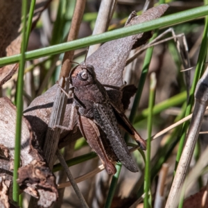 Cirphula pyrrhocnemis at Higgins Woodland - 25 Mar 2024