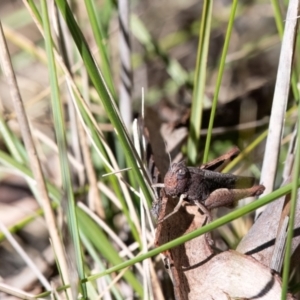 Cirphula pyrrhocnemis at Higgins Woodland - 25 Mar 2024