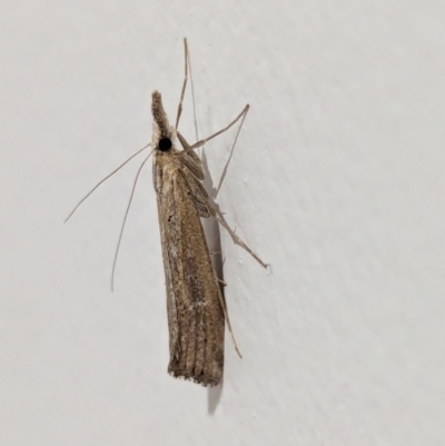 Faveria tritalis (Couchgrass Webworm) at Watson, ACT - 27 Mar 2024 by AniseStar