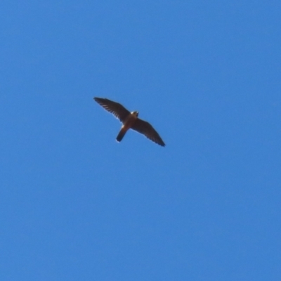 Falco longipennis (Australian Hobby) at Cooleman Ridge - 27 Mar 2024 by RodDeb