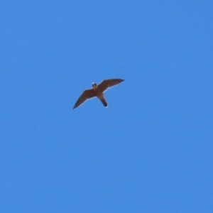 Falco longipennis at Cooleman Ridge - 27 Mar 2024