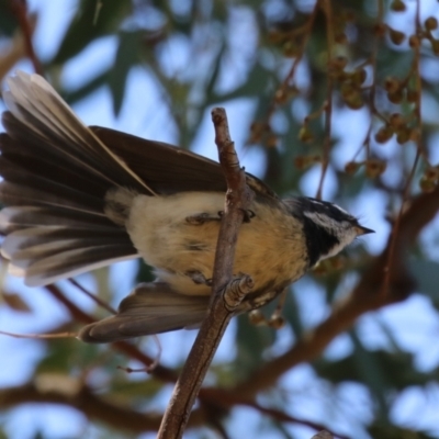 Rhipidura albiscapa (Grey Fantail) at Cooleman Ridge - 27 Mar 2024 by RodDeb