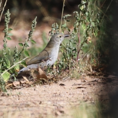 Colluricincla harmonica (Grey Shrikethrush) at Cooleman Ridge - 27 Mar 2024 by RodDeb