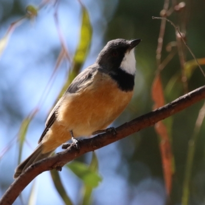 Pachycephala rufiventris (Rufous Whistler) at Kambah, ACT - 27 Mar 2024 by RodDeb