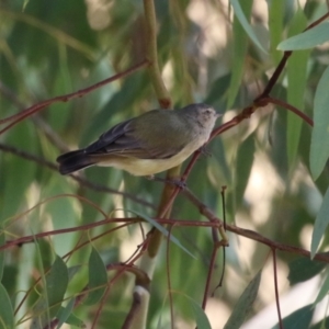 Smicrornis brevirostris at Cooleman Ridge - 27 Mar 2024