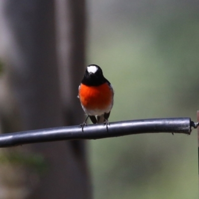 Petroica boodang (Scarlet Robin) at Cooleman Ridge - 27 Mar 2024 by RodDeb