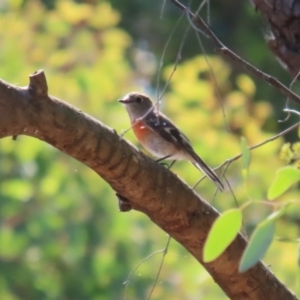 Petroica boodang at Cooleman Ridge - 27 Mar 2024 12:57 PM