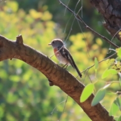 Petroica boodang at Cooleman Ridge - 27 Mar 2024 12:57 PM