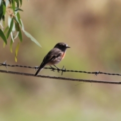 Petroica boodang at Cooleman Ridge - 27 Mar 2024 12:57 PM