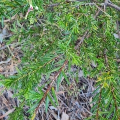 Grevillea sp. at Macgregor, ACT - 27 Mar 2024 09:44 AM