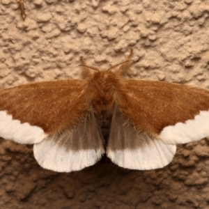 Euproctis baliolalis at Ainslie, ACT - 27 Mar 2024