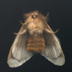 Euproctis baliolalis at Ainslie, ACT - 27 Mar 2024 08:18 PM