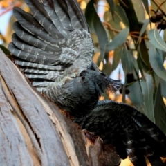 Callocephalon fimbriatum (identifiable birds) at Hughes Grassy Woodland - 26 Mar 2024