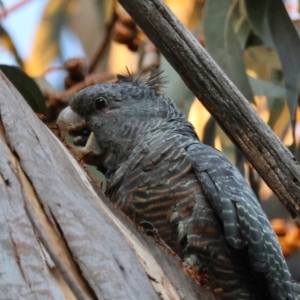 Callocephalon fimbriatum (identifiable birds) at Hughes Grassy Woodland - suppressed