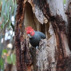 Callocephalon fimbriatum (identifiable birds) at Hughes Grassy Woodland - suppressed