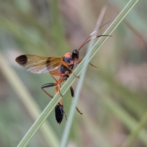 Ctenochares bicolorus at Higgins Woodland - 24 Mar 2024 12:24 PM