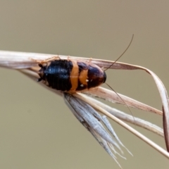 Blattidae sp. (family) (Unidentified blattid cockroach) at Higgins Woodland - 23 Mar 2024 by Untidy