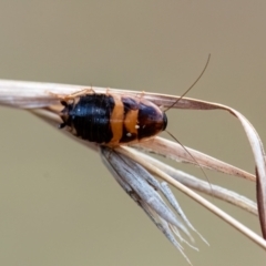 Unidentified Cockroach (Blattodea, several families) at Higgins Woodland - 23 Mar 2024 by Untidy