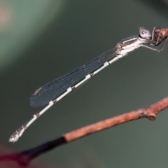 Austrolestes leda (Wandering Ringtail) at Higgins Woodland - 25 Mar 2024 by Untidy