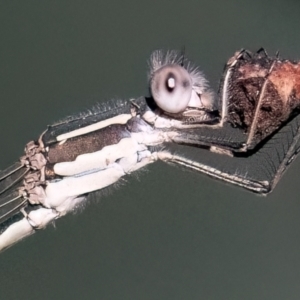 Austrolestes leda at Higgins Woodland - 25 Mar 2024