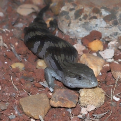 Tiliqua scincoides scincoides at Wellington Point, QLD - 27 Mar 2024 by TimL