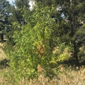 Fraxinus sp. at Umbagong District Park - 27 Mar 2024 11:33 AM