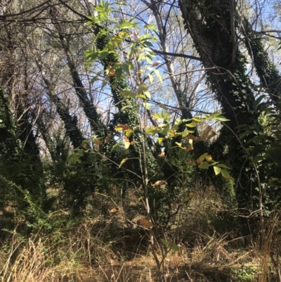 Fraxinus sp. (An Ash) at Umbagong District Park - 27 Mar 2024 by rainer