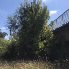 Fraxinus sp. (An Ash) at Latham, ACT - 27 Mar 2024 by rainer