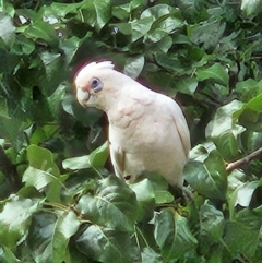 Cacatua sanguinea (Little Corella) at Kingston, ACT - 27 Mar 2024 by MatthewFrawley