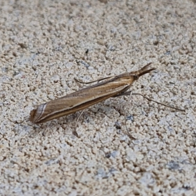 Hednota (genus) (A Crambid Snout Moth) at Lyneham, ACT - 27 Mar 2024 by trevorpreston