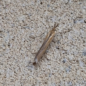 Hednota (genus) at Sullivans Creek, Lyneham South - 28 Mar 2024