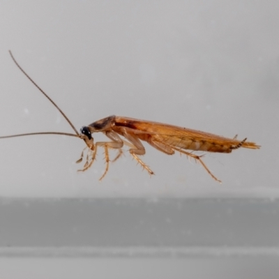 Robshelfordia circumducta (Shelford's Variable Cockroach) at QPRC LGA - 27 Mar 2024 by MarkT