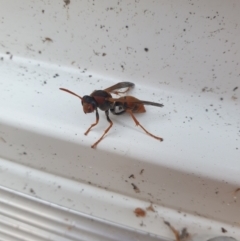 Polistes (Polistella) humilis (Common Paper Wasp) at Reid, ACT - 26 Mar 2024 by brittbrockers