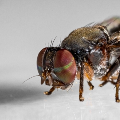 Pogonortalis doclea (Boatman fly) at QPRC LGA - 27 Mar 2024 by MarkT