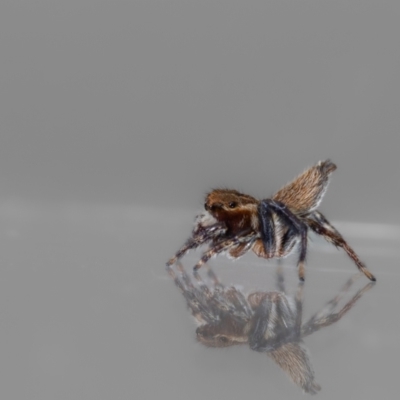 Maratus griseus (Jumping spider) at QPRC LGA - 28 Mar 2024 by MarkT
