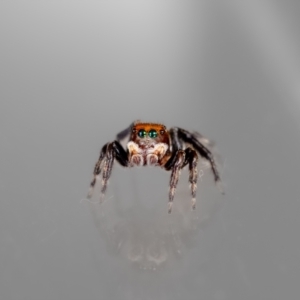 Maratus griseus at QPRC LGA - 28 Mar 2024 11:00 AM