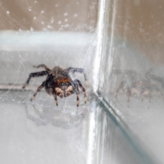 Maratus griseus at QPRC LGA - 28 Mar 2024 11:00 AM