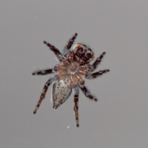 Maratus griseus at QPRC LGA - 28 Mar 2024 11:00 AM