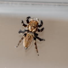 Maratus griseus at QPRC LGA - 28 Mar 2024