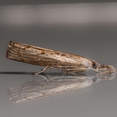 Culladia cuneiferellus (Crambinae moth) at QPRC LGA - 28 Mar 2024 by MarkT