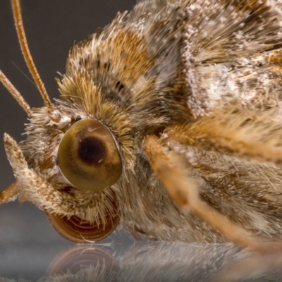 Chrysodeixis eriosoma (Green Looper) at QPRC LGA - 28 Mar 2024 by MarkT