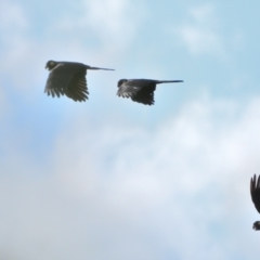 Zanda funerea (Yellow-tailed Black-Cockatoo) at Wollondilly Local Government Area - 27 Mar 2024 by Freebird