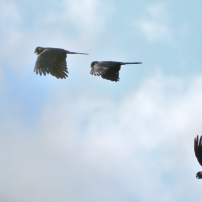 Zanda funerea (Yellow-tailed Black-Cockatoo) at Wollondilly Local Government Area - 27 Mar 2024 by Freebird