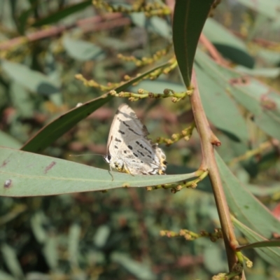 Jalmenus ictinus (Stencilled Hairstreak) at QPRC LGA - 28 Mar 2024 by AmyT