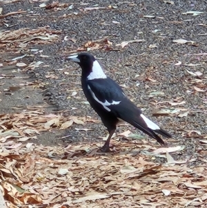 Gymnorhina tibicen at Garran, ACT - 28 Mar 2024 12:19 PM