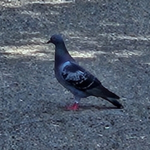 Columba livia at Garran, ACT - 28 Mar 2024