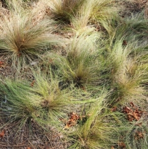 Nassella trichotoma at Lake Burley Griffin West - 28 Mar 2024